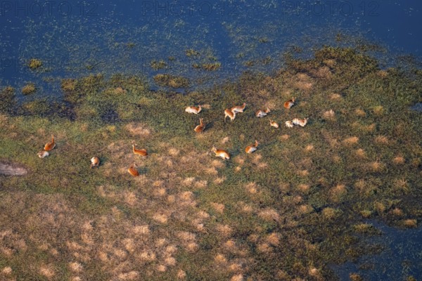 Herd of letschwe (Kobus leche), lychee bog antelope, riverbank, river landscape, aerial view,