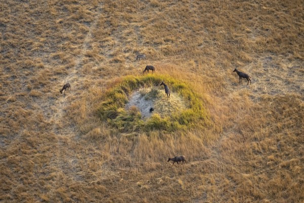 Tsessebe (Damaliscus lunatus), group on a termite hill, savanna with yellow grass, aerial view,