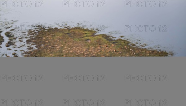 Island in swamp area with animals, landscape, aerial view of the Okavango Delta, near Maun,