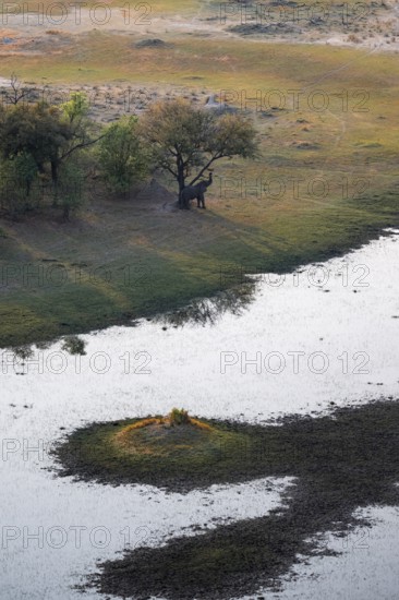 Elephant in a tree, landscape, aerial view of the Okavango Delta, near Maun, Okavango Delta,