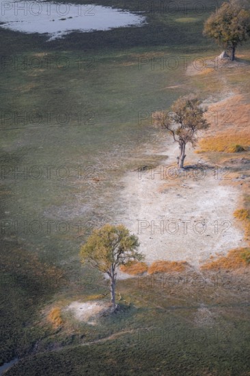 Trees in the savanna, landscape, aerial view of the Okavango Delta, near Maun, Okavango Delta,