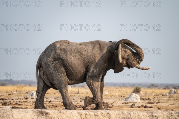 African elephant (Loxodonta africana) scratches its trunk behind its ears, Lustig, Nxai Pan