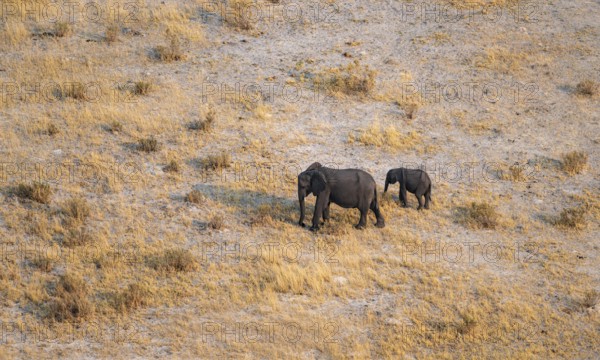 African elephant (Loxodonta africana) with young in dry savanna, aerial view, Okavango Delta,
