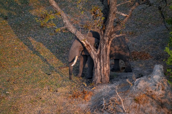 African elephant (Loxodonta africana) next to a tree in dry savanna, aerial view, Okavango Delta,