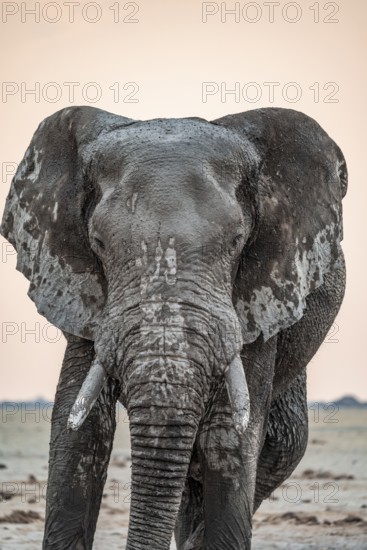 Animal Portrait, Dramatic African Elephant (Loxodonta africana), at a waterhole, Nxai Pan National
