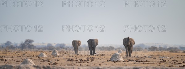 African elephant (Loxodonta africana), at waterhole, Nxai Pan National Park, BotswanaThree African