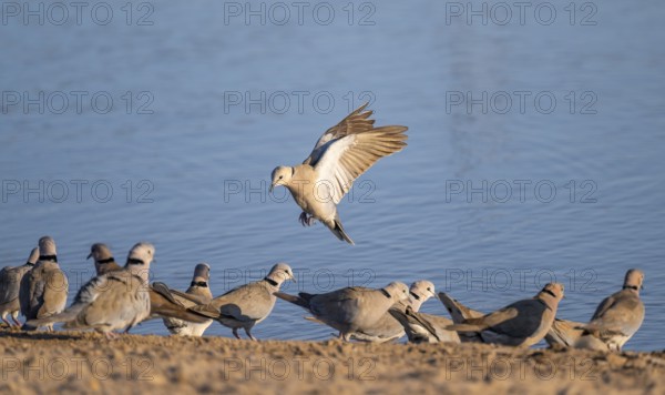Turkish pigeons at the waterhole, Savuti, Chobe National Park, Botswana