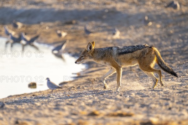 Black-backed jackal (Lupulella mesomelas) at the waterhole, Savuti, Chobe National Park, Botswana