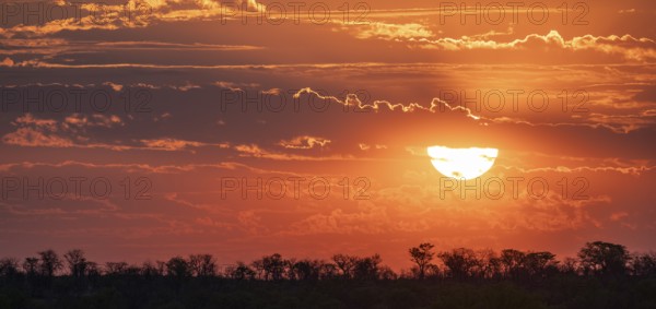 Impressive sunset over the African savanna, silhouette of the horizon with trees in front of the