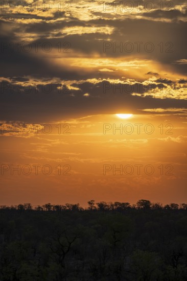 Impressive sunset over the African savanna, silhouette of the horizon with trees in front of the