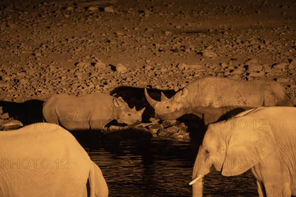 Night view of black rhinoceros (Diceros bicornis) and African elephant at Halali waterhole, Etosha
