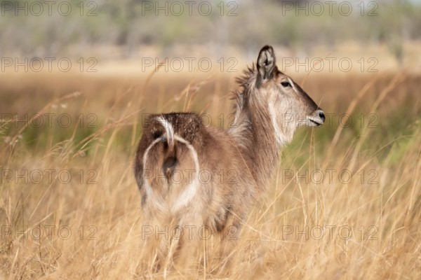 Elliptical waterbuck (Kobus ellipsiprymnus), in tall dry grass, Okavango Delta, Moremi Game