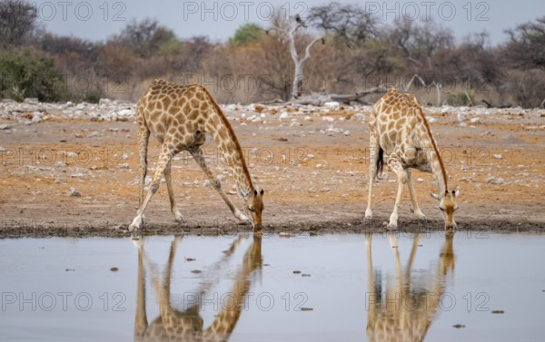 Angola giraffe (Giraffa giraffa angolensis), giraffe drinking at a waterhole, Etosha National Park,