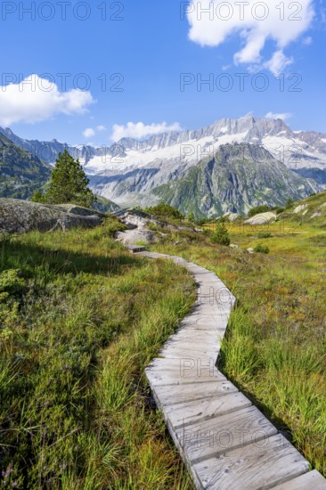 Wooden plank trail through mountain moor, in front of picturesque mountain scenery, Dammastock and