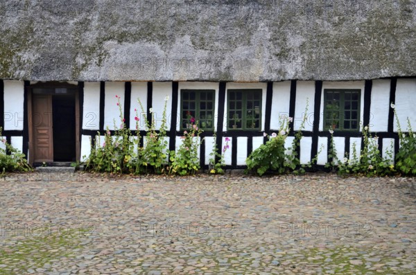 Hollyhocks by a half-timbered house with thatched roof and paved courtyard in Den gamle by, The old