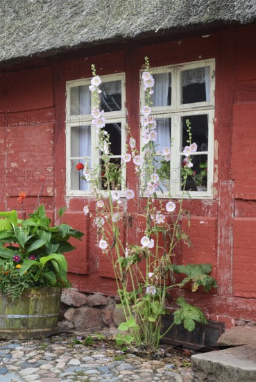 Hollyhocks by the window of a red half-timbered house and paved courtyard in Den gamle by, The old