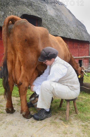 Woman milking a brown cow by hand outdoors in front of a red half-timbered house with thatched roof