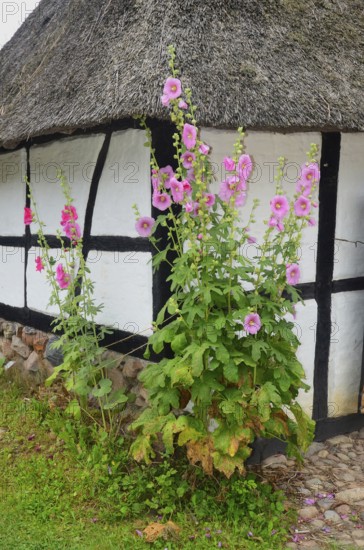 Hollyhocks by a half-timbered house with thatched roof and paved courtyard in Den gamle by, The old