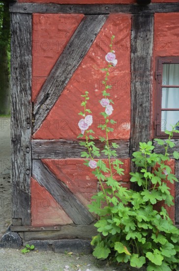 Hollyhocks by the window of a red half-timbered house in Den gamle by, The old Funen village, open