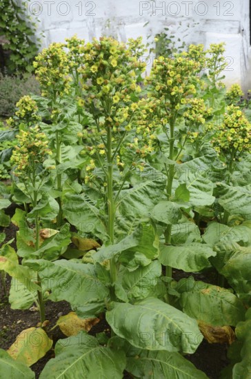 Growing tobacco plants in Den gamle by, The old Funen village, open air museum in Odense, Fyn