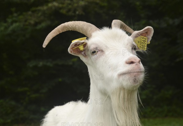 Portrait on a white goat in Den gamle by, The old Funen village, open air museum in Odense, Fyn