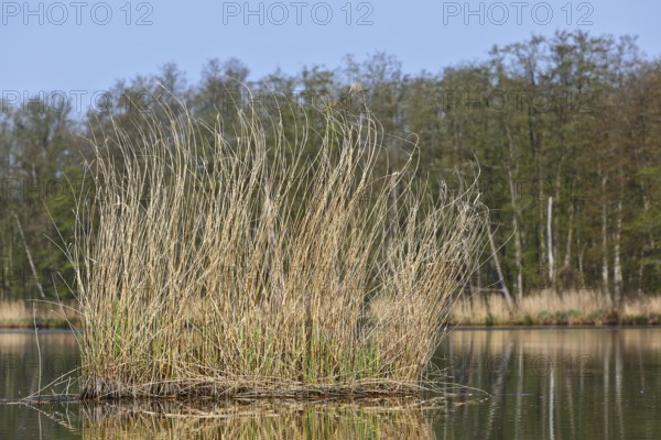 Reeds in a quiet lake with wooded background under clear sky, Peenetal nature park Park,