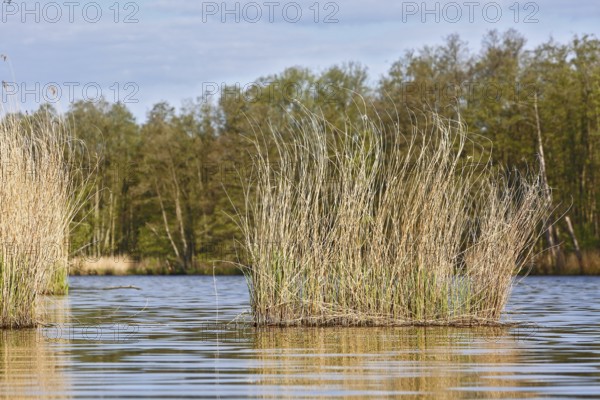Reeds grow from a quiet lake surrounded by wooded landscape, Peenetal nature park Park,