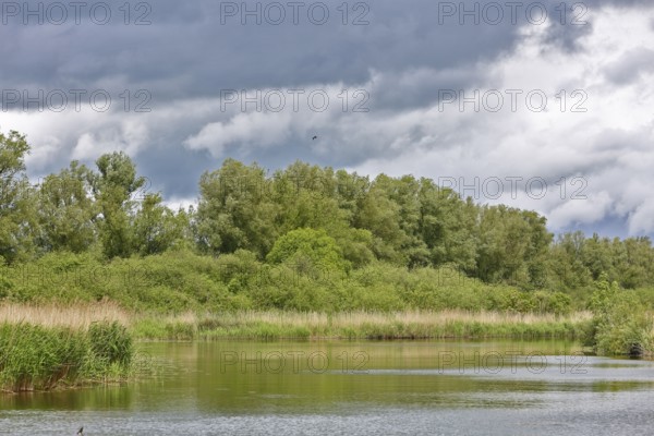 River landscape with wooded riverbank under heavily cloudy sky, Peenetal nature park Park,