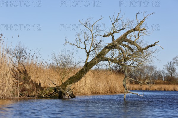 Crooked tree over calm water against blue sky and reeds, Peenetal nature park Park,