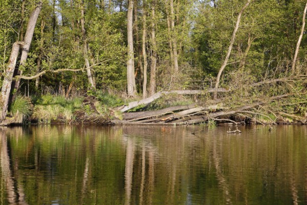 Forest scene with ducks on a body of water surrounded by spring-like greenery, Peenetal nature park