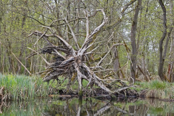 Branched root system of a fallen tree above water, Peenetal nature park Park, Mecklenburg-Western