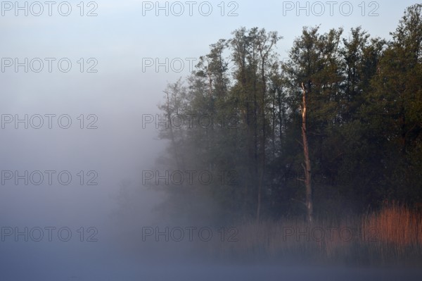 Morning fog sweeps across lakeside trees, Peenetal nature park Park, Mecklenburg-Western Pomerania,