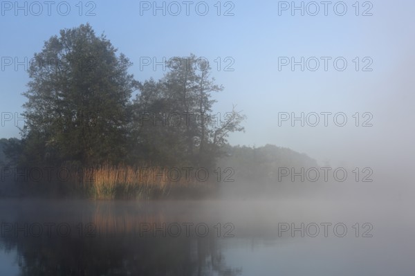 Fog envelops lakeside trees during dawn, Peenetal nature park Park, Mecklenburg-Western Pomerania,