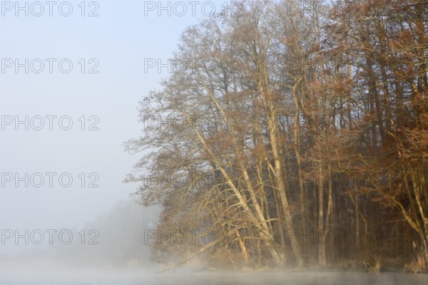 Fog surrounds a row of trees on the shore of a lake early in the morning, Peenetal nature park