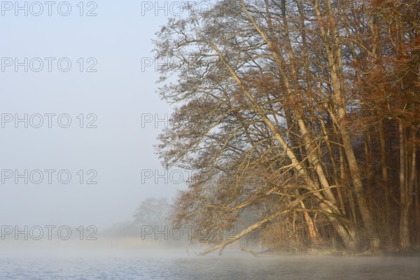 Sloping trees on a foggy lake create a relaxed atmosphere, Peenetal nature park Park,