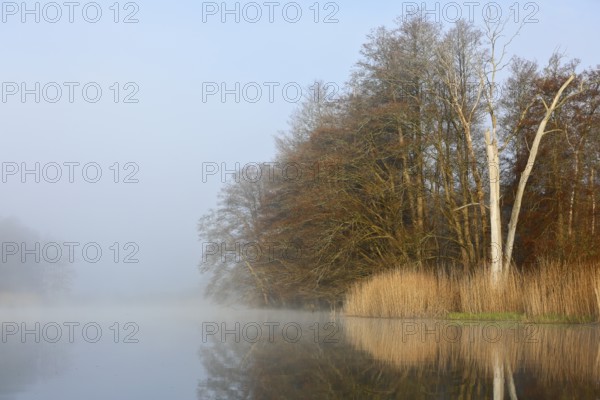 Lakeside trees reflect in water as fog envelops landscape, Peenetal nature park Park,