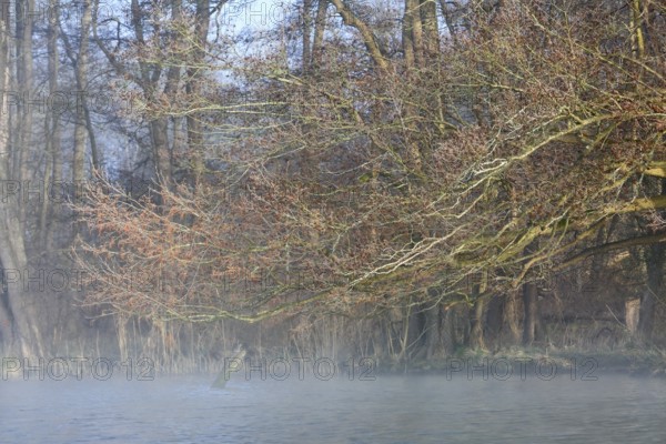Branched trees with fog in the background, which give the picture a peaceful atmosphere, Peenetal