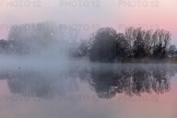 Nocturnal fog over a lake with trees appearing in pink evening light, Peenetal nature park Park,