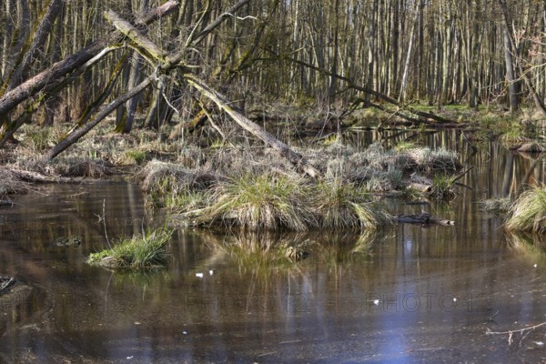Swampy forest soil with moss and grasses crossed by calm water, Peenetal nature park Park,