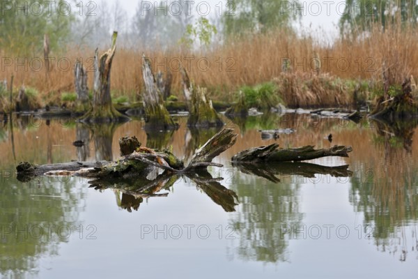 Quiet pond with tree trunks lying in water and surrounding reeds, Peenetal nature park Park,