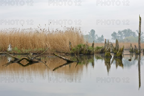 Disused stretch of river with bare trees and reeds reflecting in the water, Peenetal nature park