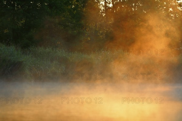 Mystical fog at sunrise on the banks of a forest, Peenetal nature park Park, Mecklenburg-Western