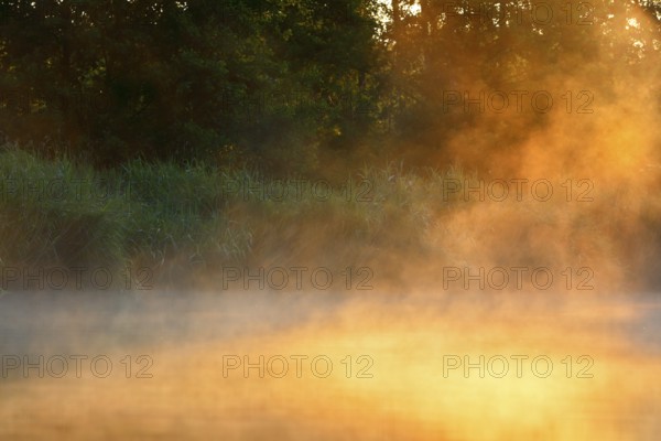 Gentle fog darkens the landscape at sunrise on the edge of the forest, Peenetal nature park Park,