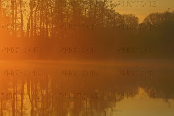 Warm orange sunset light reflected in the lake near trees, Peenetal nature park Park,