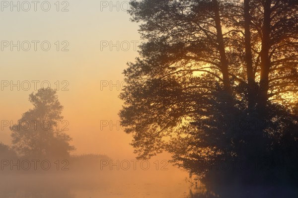 Large trees in fog at sunset on the water shore, Peenetal nature park Park, Mecklenburg-Western