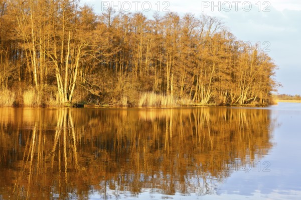 The golden glow of sunset illuminates trees on the riverbank, Peenetal nature park Park,