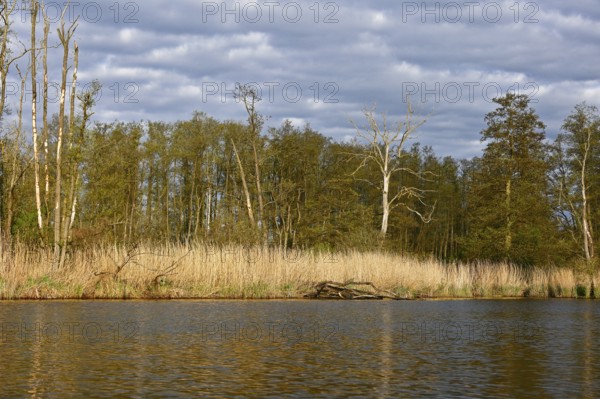 Waterfront landscape with reeds and trees under cloudy sky in natural light, Peenetal nature park