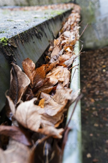 A clogged gutter is filled to the brim with brown, dry autumn leaves, Wuppertal, Germany