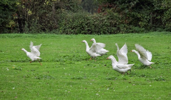 White domestic geese (Anser anser formes domestica) in a meadow, Münsterland, North