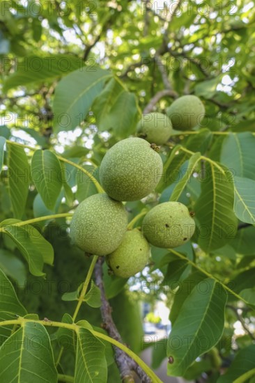 Real walnut, walnut tree (Juglans regia), deciduous tree, green nuts in summer, leaves, plants,